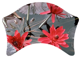 DABAN-026 Water Lily Red